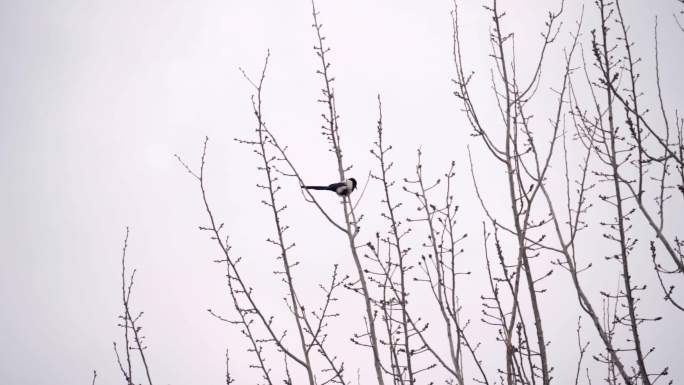 小鸟在树枝上4K万能空镜