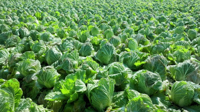 5K万亩蔬菜种植基地 万亩大白菜基地