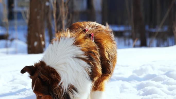 雪景 小狗 宠物狗 牧羊犬 漂亮