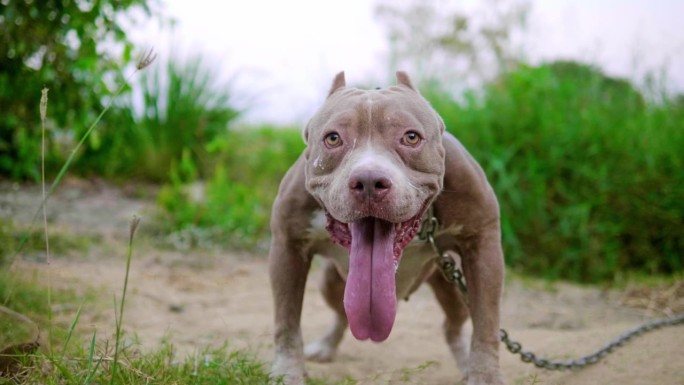 一只拴着链子的美国斗牛犬一直在生气地吠叫。护卫犬，攻击性犬，动物保护犬，美国斗牛犬，美国恶霸犬