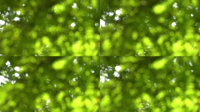 慢动作散景光来自真实的绿叶树木，抽象模糊的背景概念，春天或夏天与复制空间，清新的自然场景