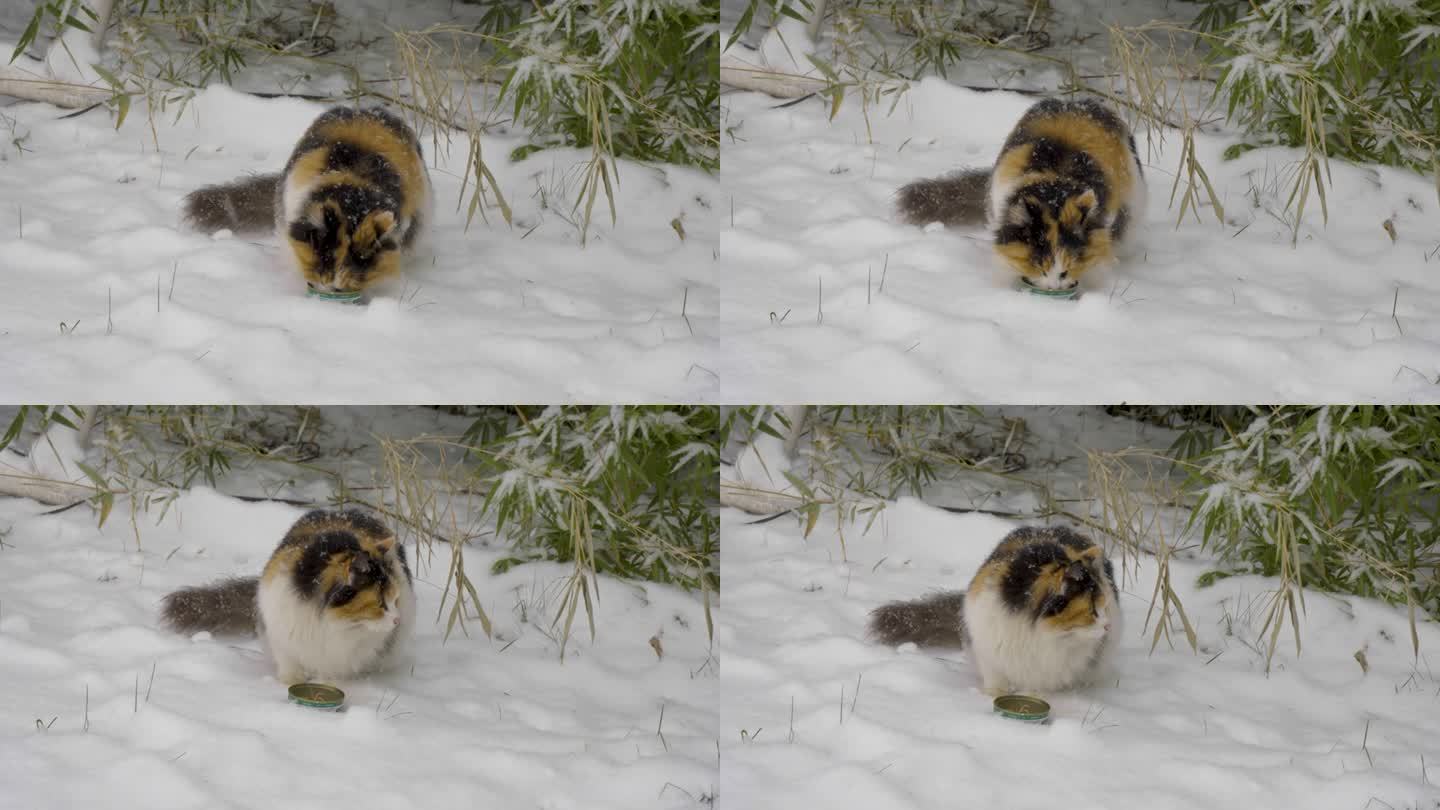 猫在户外雪地里吃东西，吃罐头猫粮