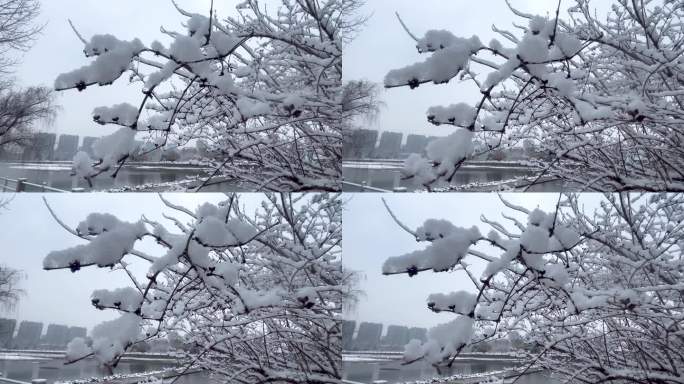 树枝上覆盖一层厚厚的积雪