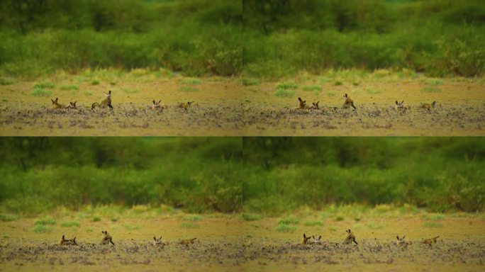 一群蝙蝠耳狐(Otocyon megalotis)在大草原上休息