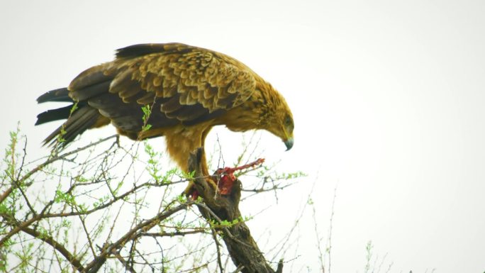 栖息在树上吃猎物的黄褐色鹰