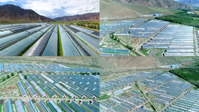 高原 西藏大棚养殖