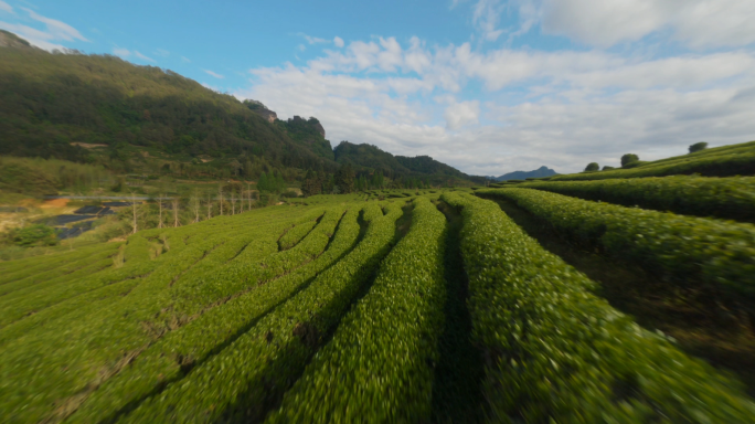 fpv武夷山茶山