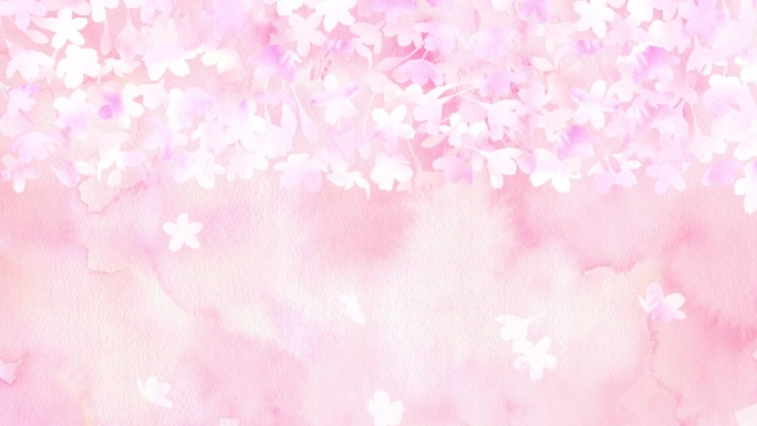 樱花盛开和樱花飘落的循环动画。