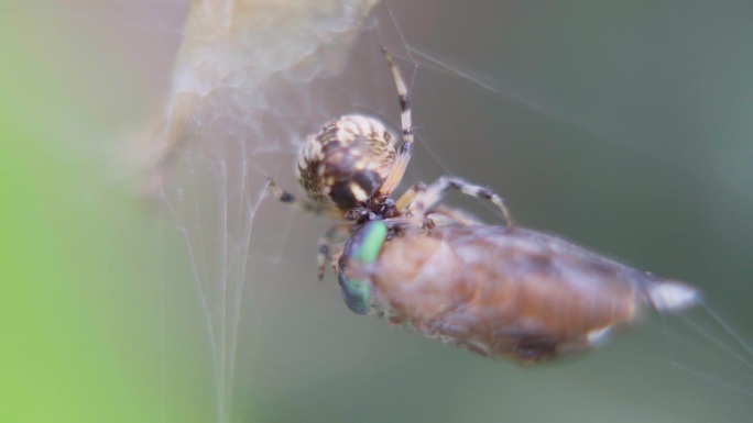 后视图，一只米特佩拉蜘蛛的特写镜头，它正在吞食一只挂在网上的双翅龙。