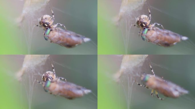 后视图，一只米特佩拉蜘蛛的特写镜头，它正在吞食一只挂在网上的双翅龙。