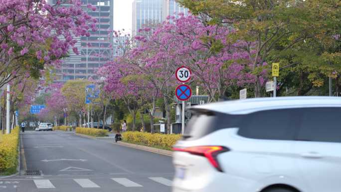 紫花风铃木