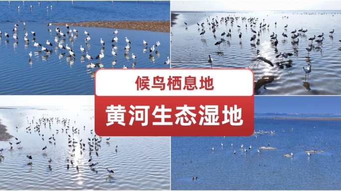 黄河生态湿地候鸟栖息地 群鸟起飞鸟类迁徙