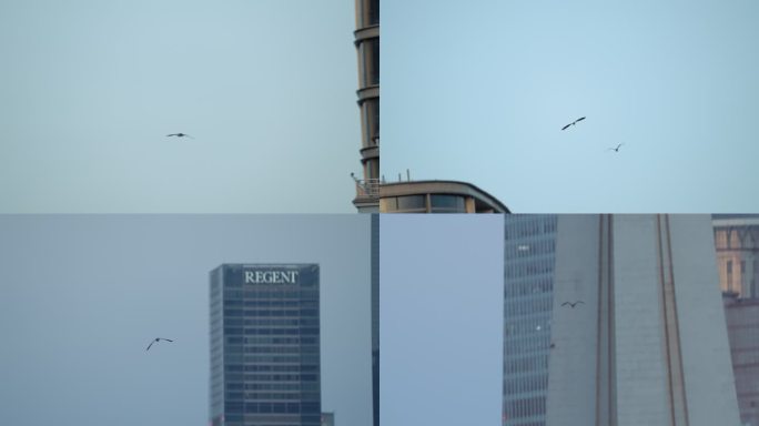 鸟在城市里穿行