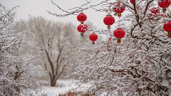 树枝下雪天的红色灯笼