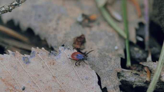 一只蜱虫在森林地面上爬行，寻找猎物