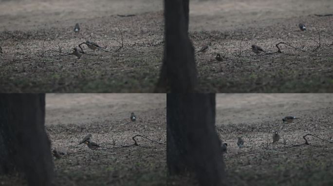 蜡嘴鸟在枝头黑尾蜡嘴雀在地上觅食
