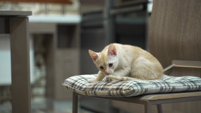 顽皮的红小猫躺在椅子上的特写