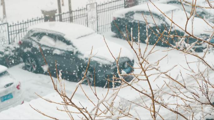 冬季大雪积雪压枝头景色