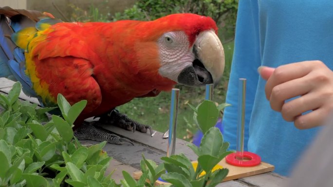 金刚鹦鹉在动物园训练的特写。训练鹦鹉用色环辨别颜色。