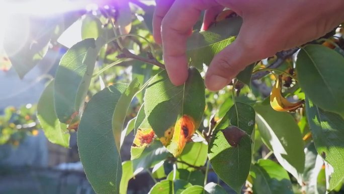 一名妇女的手展示了由真菌裸子孢菌(Gymnosporangium sabinae)或梨锈病引起的梨的