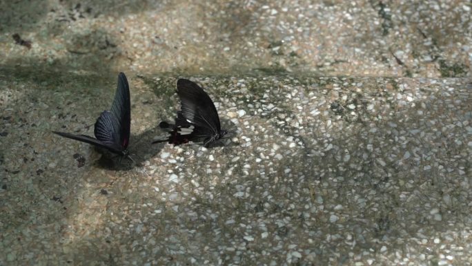 花园里的地上有两只蝴蝶