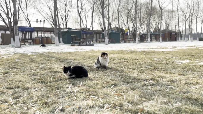 冬天，一只流浪猫在草坪上休息