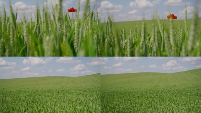 在多云的天空下，大片绿色的麦田上盛开着罂粟花的慢镜头