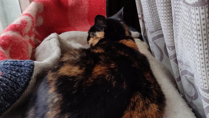 美丽的玳瑁猫躺在温暖的衣服上