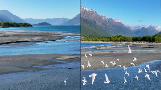 高清竖屏航拍新西兰瓦卡普蒂湖群鸟飞舞