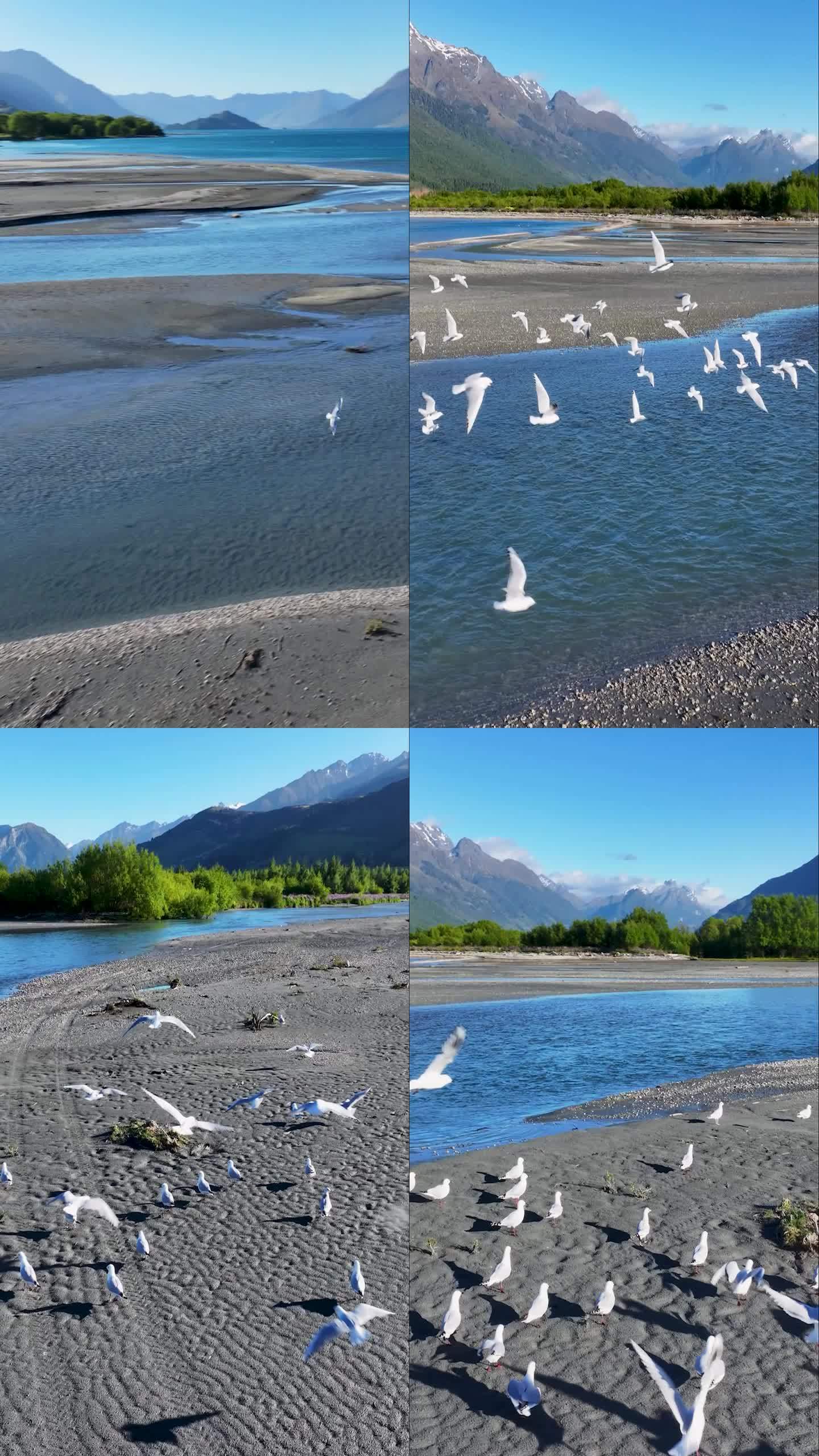 高清竖屏航拍新西兰瓦卡普蒂湖群鸟飞舞