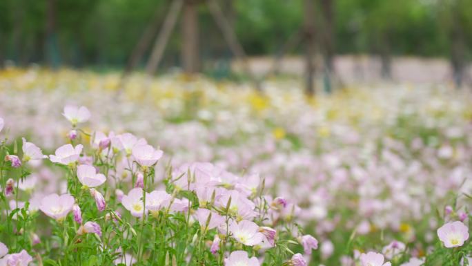 公园里的各种花草树木花丛花海地拍