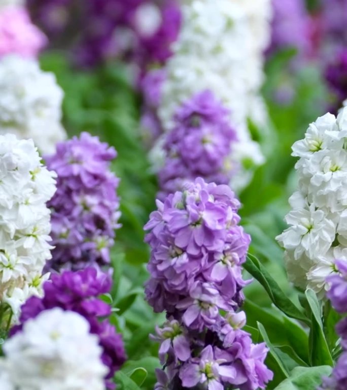 紫堇，紫堇春花，近景，特写。早春森林里的紫堇花维多利亚岛著名的布切特花园。加拿大。布查特花园