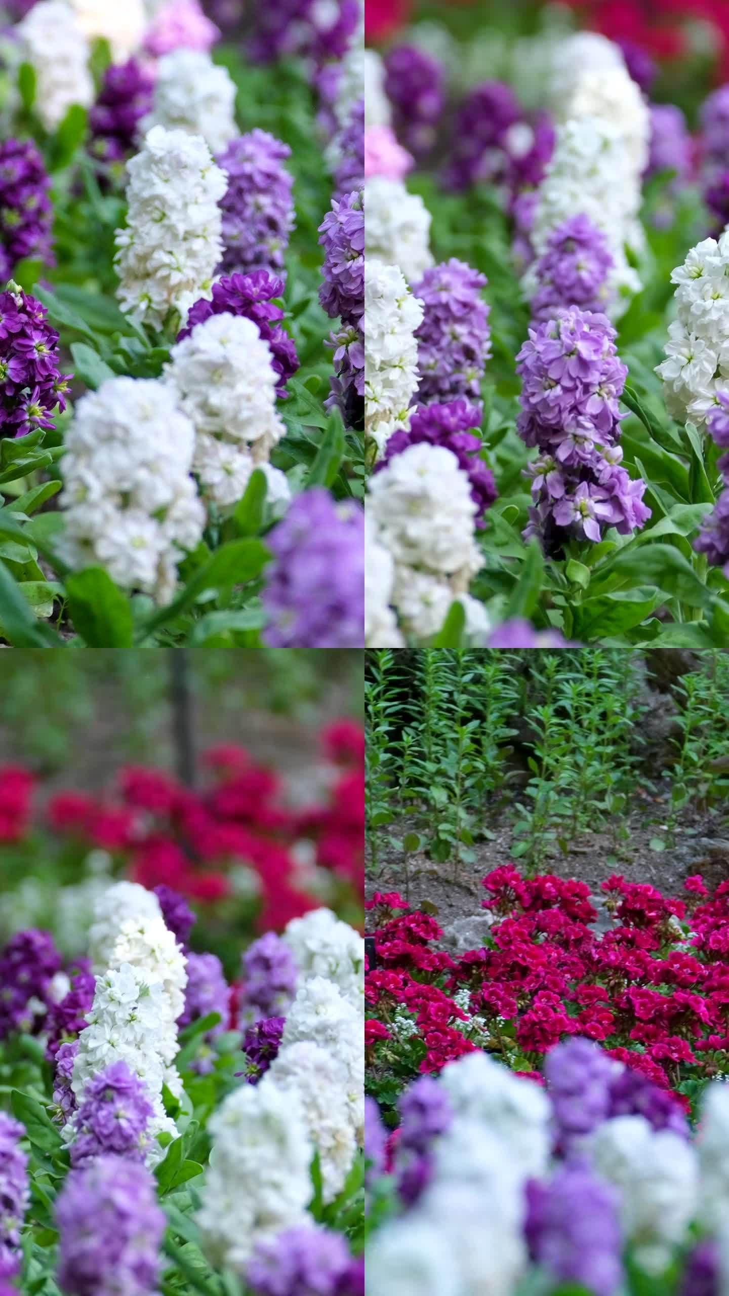 紫堇，紫堇春花，近景，特写。早春森林里的紫堇花维多利亚岛著名的布切特花园。加拿大。布查特花园