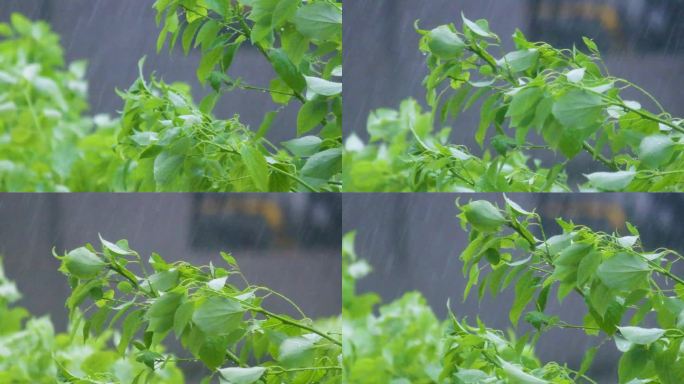 城市下暴雨下雨天雨水雨滴植物树叶子树木雨