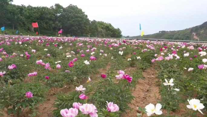 航拍 芍药园 牡丹园 花园 农业