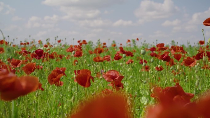 天空多云，绿色麦田上美丽的红罂粟花和花蕾的SLO MO跟踪镜头