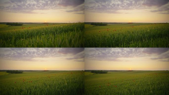 SLO MO起重机拍摄的风景郁郁葱葱的绿色麦田与罂粟对天空在日落