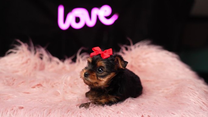 一只约克夏犬趴在粉红色的毛皮枕头上。毛茸茸的，可爱的约克夏梗，头上戴着红色的蝴蝶结，看着镜头。家养可