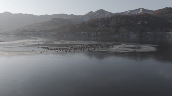 航拍威海里口山姜家疃水库冬季冰面鸳鸯野鸭