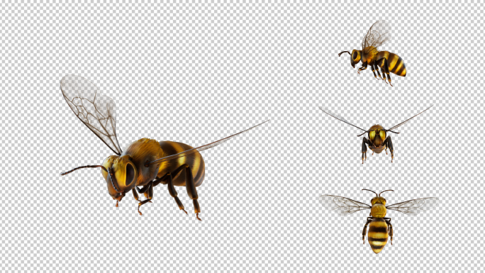 蜜蜂多角度