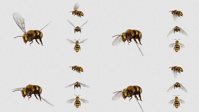 蜜蜂多角度