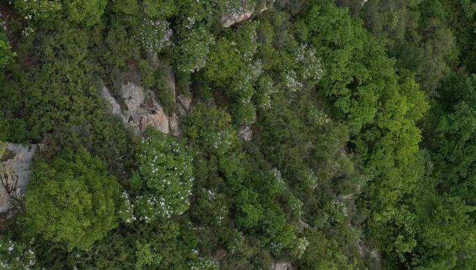 保定 阜平县 神仙山 大山 树林