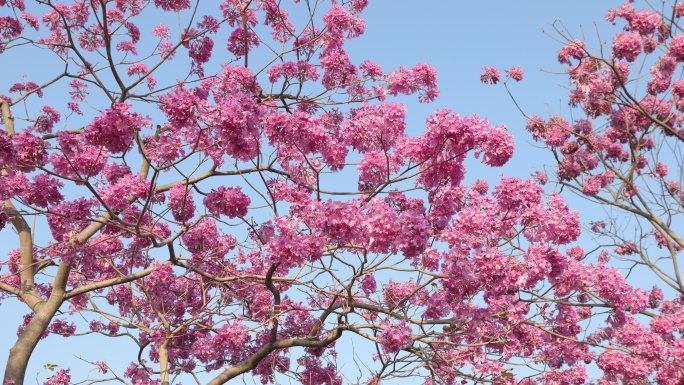 紫花风铃木