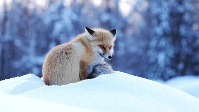 新疆喀纳斯雪地的狐狸