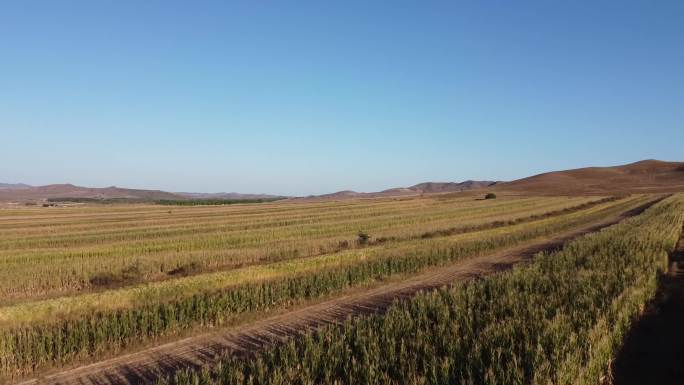 内蒙古 黄小米种植地实拍