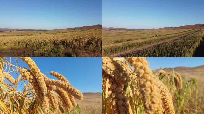内蒙古 黄小米种植地实拍