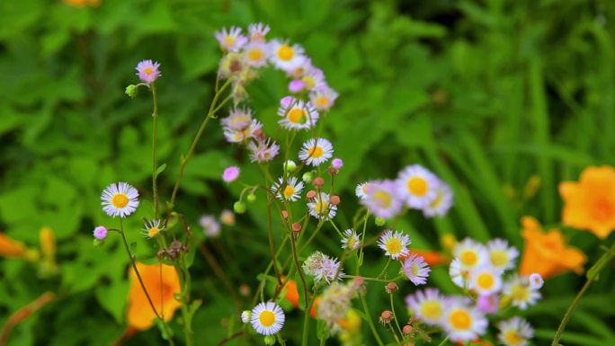 户外农业生态花花草草园艺绿地