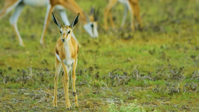 克鲁格国家公园，一只年轻的跳羚(Antidorcas marsupialis)在走路时一瘸一拐，腿受