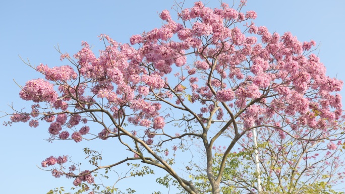 紫花风铃木