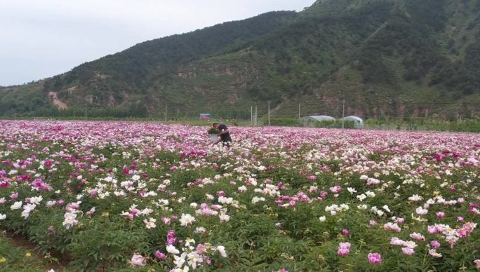 航拍 芍药园 牡丹园 花园 农业